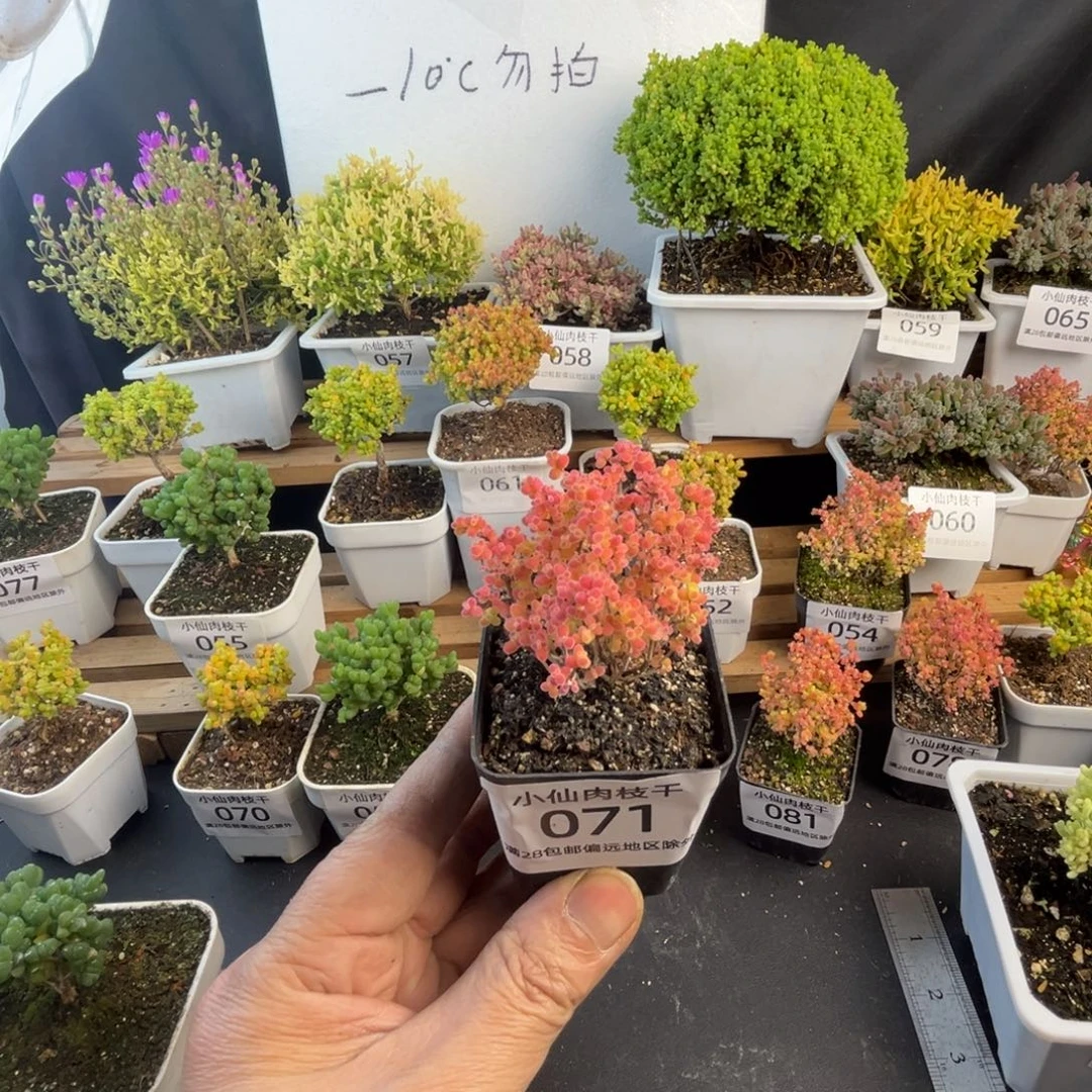 071枝干番杏彩蜜橘