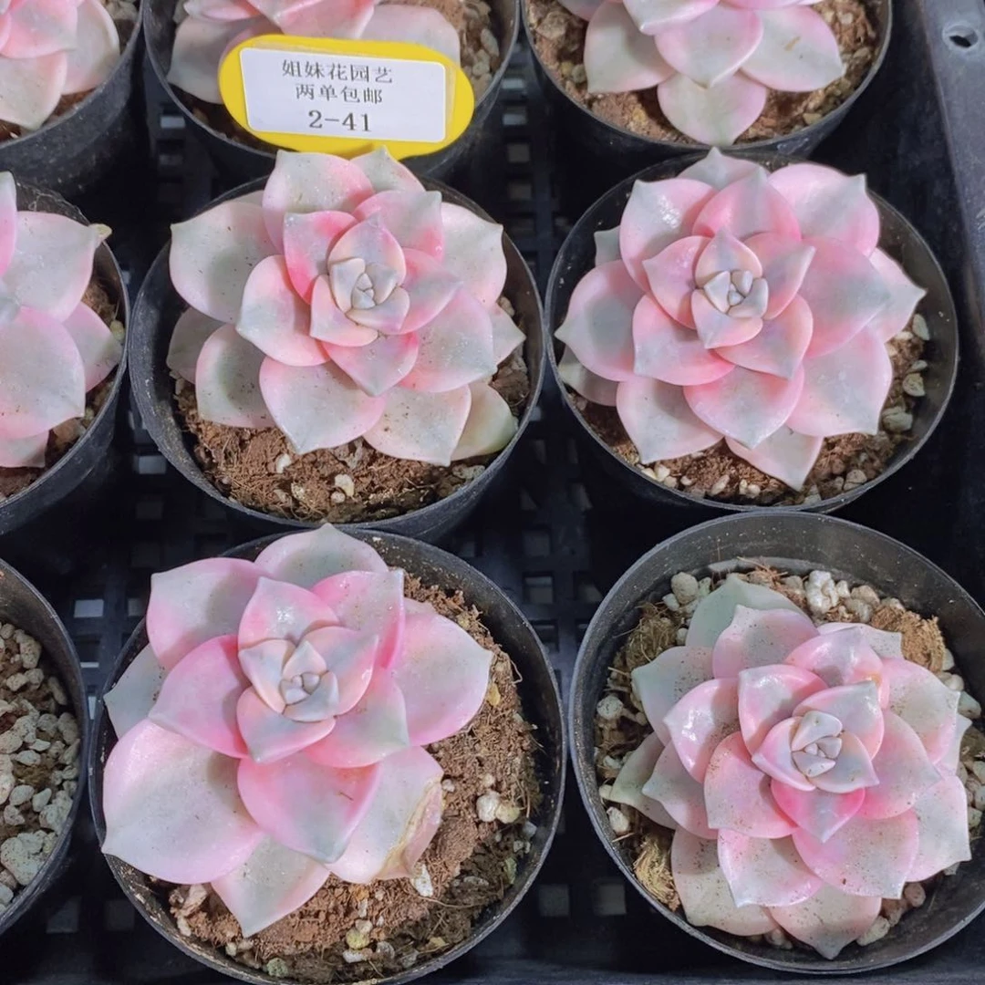 2-41-精品紫乐锦单头一个