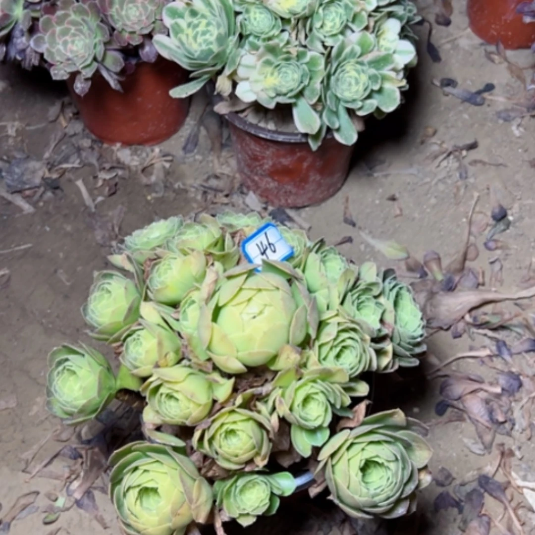 【闪购商品】多肉植物圣罗兰46