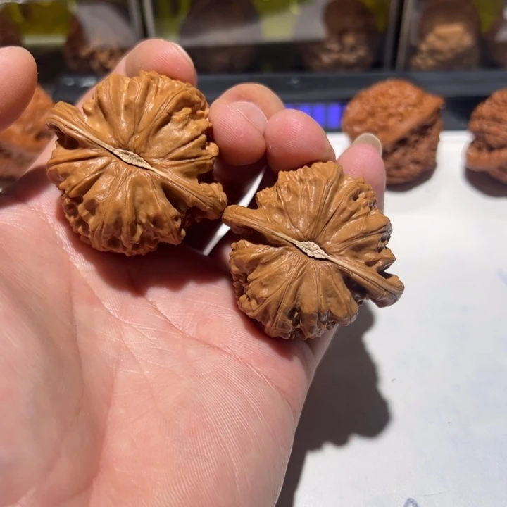 老***五白狮子都要给人一种力量