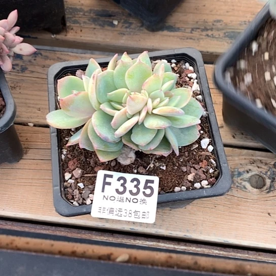 白凤缀化335 亏本处理退款拉黑需延迟发货