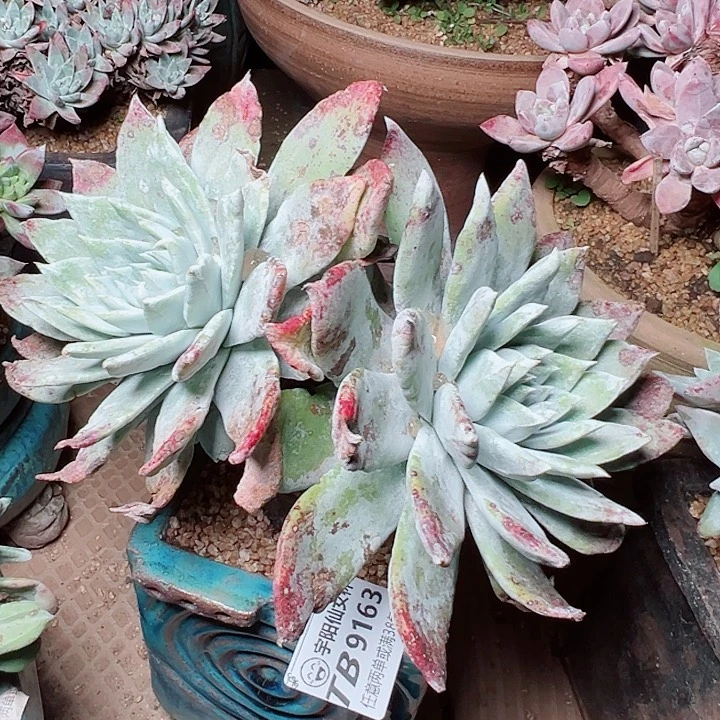 9163牡丹仙女杯多肉