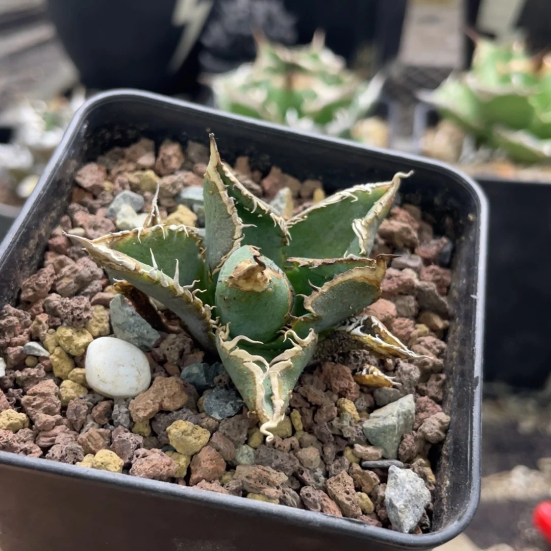 金螥龙舌兰仁王冠