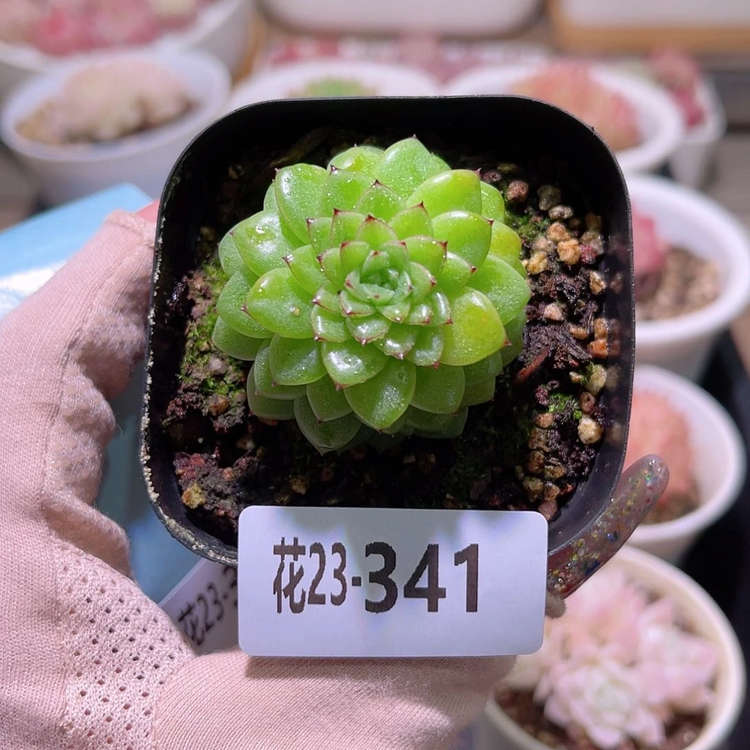 花利美23-341麦秆