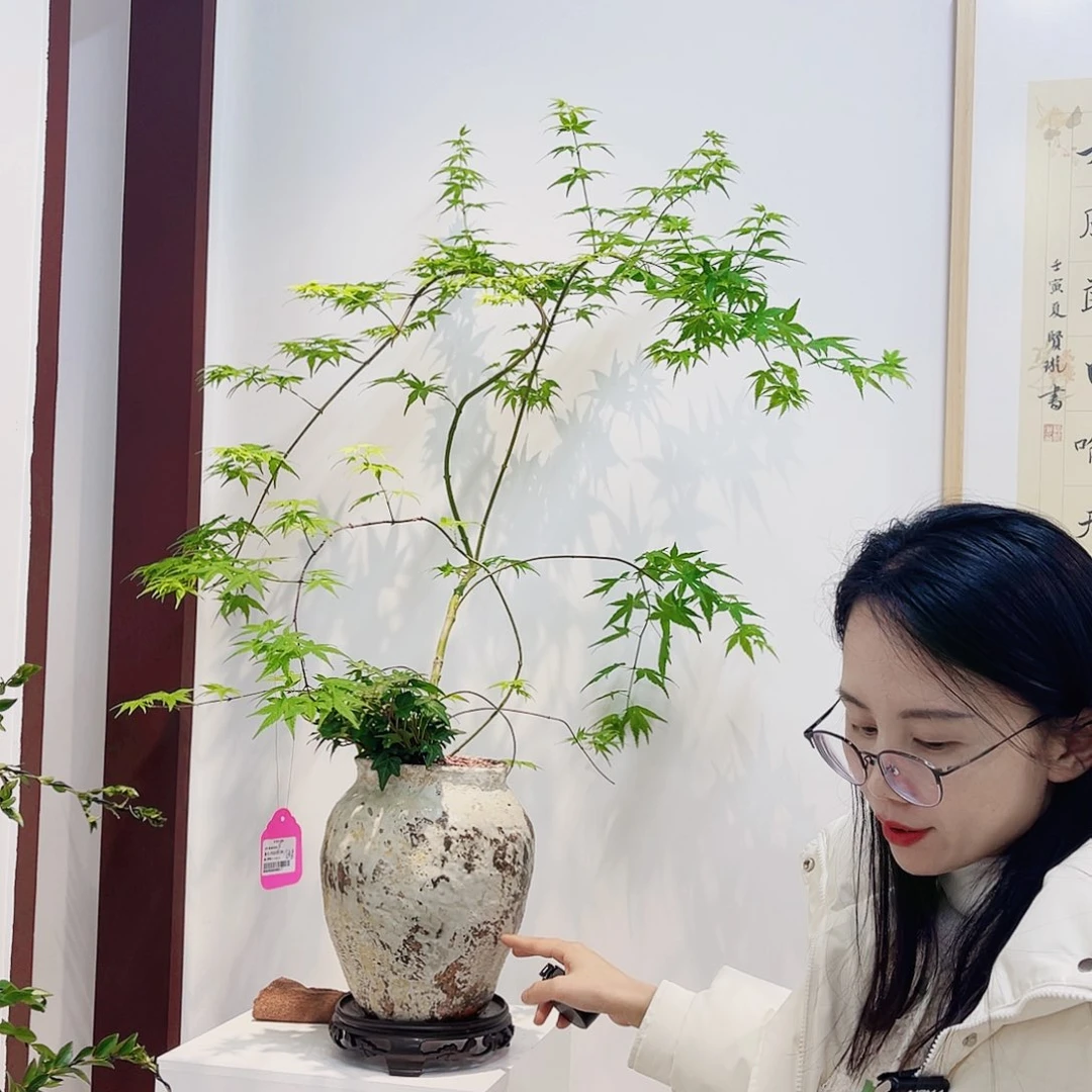 高端绿植一物一拍