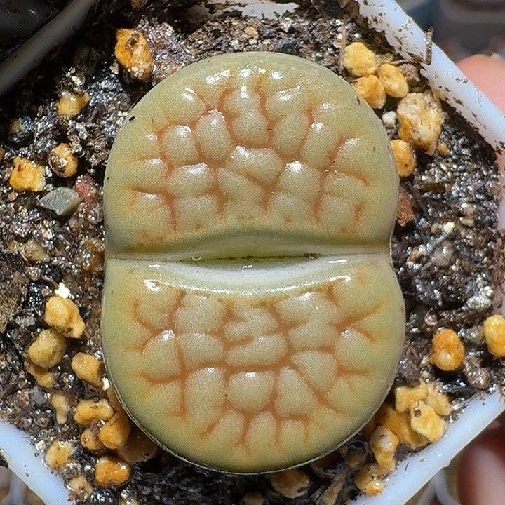 生石花1111111。  3.0左右。  118