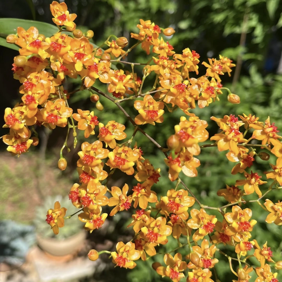 【十支花剑起】橘色梦香兰盆栽清香花卉多年生室内阳台易养护