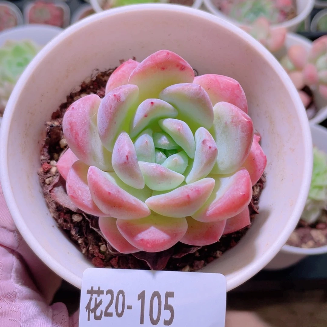 花利美20-105新品