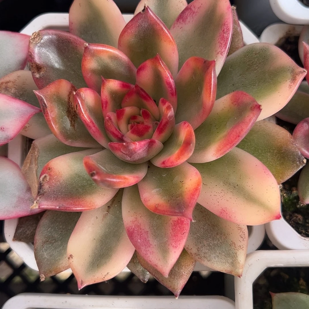 火焰玫瑰锦多肉植物