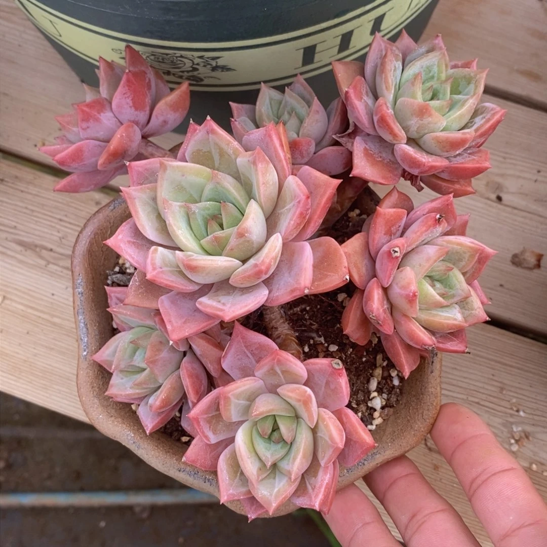 可问主播品种，下滑链接更多品种选择