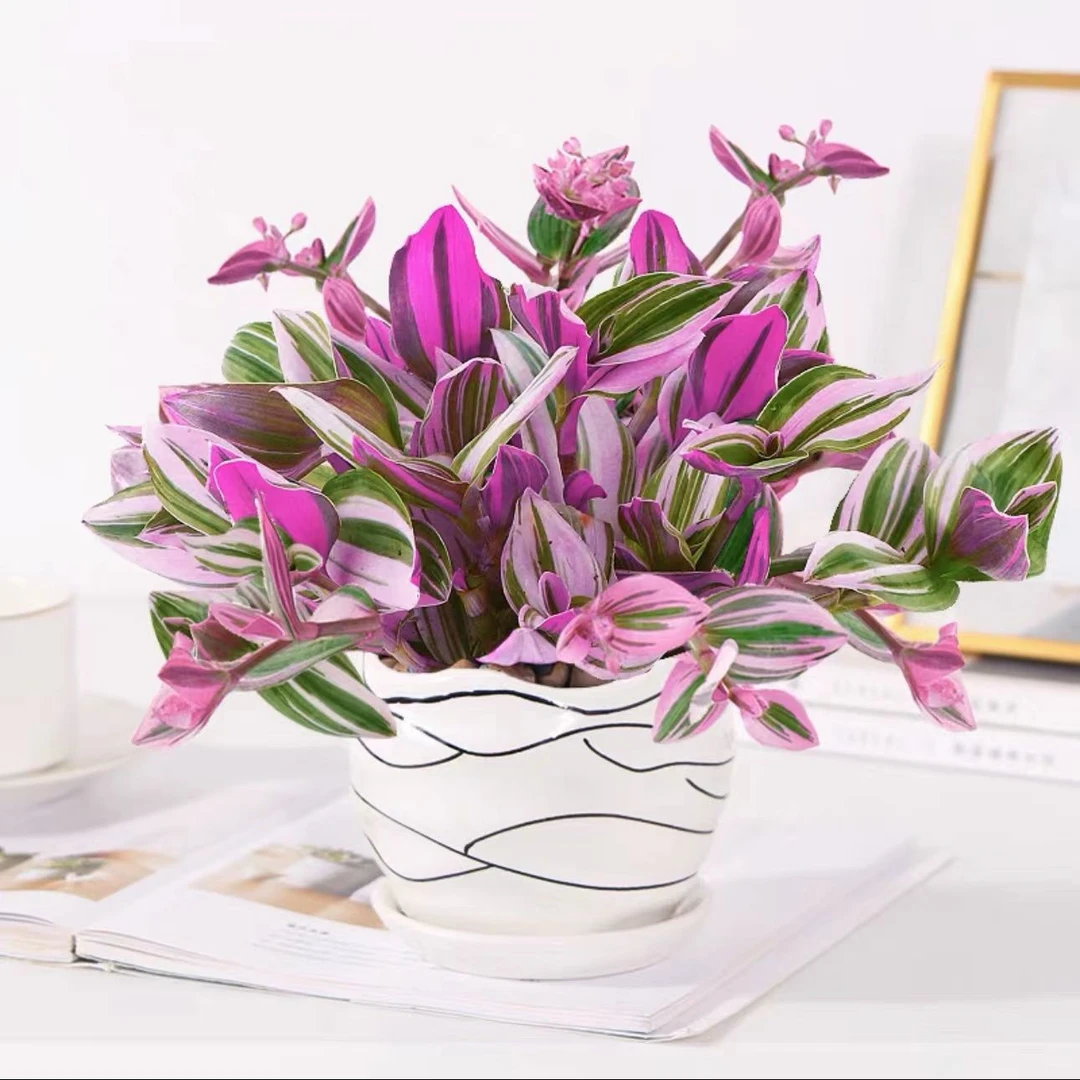 新疆包邮大颗油画婚礼吊兰盆栽锦胭脂云多肉植物客厅室内花卉绿植