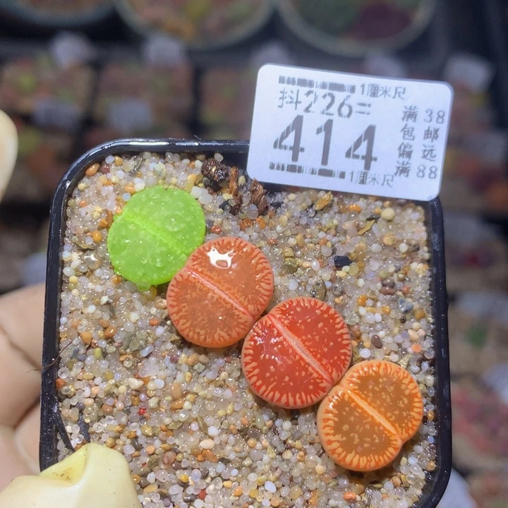 精品生石花226.414