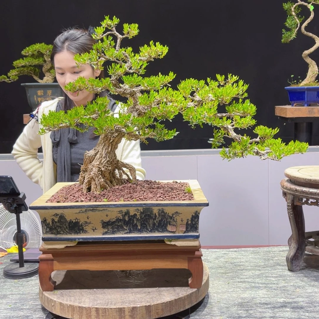 四季常青老桩黄杨盆景曜**妈