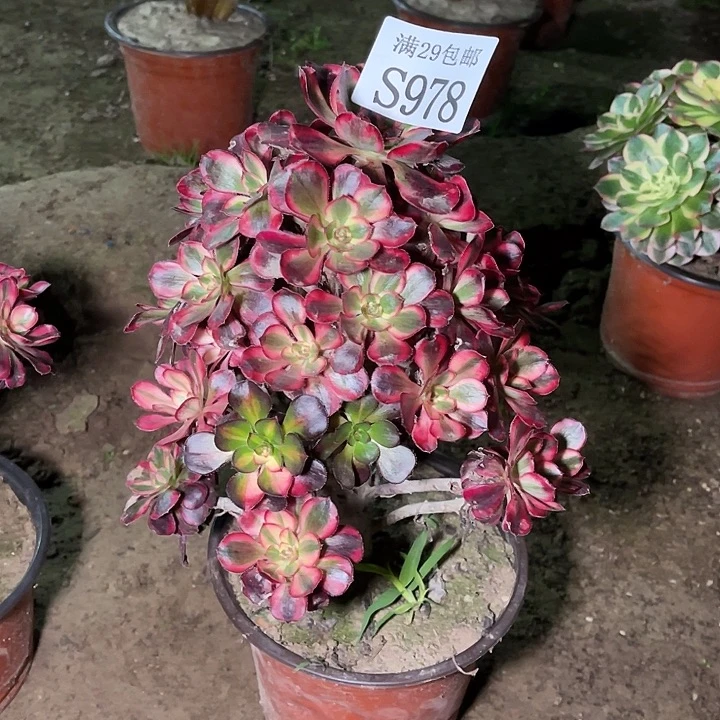 978花脸香奈儿多肉植物