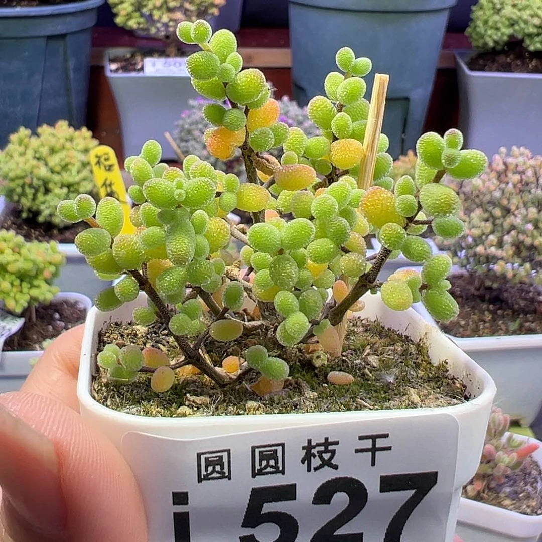 *️527冰糖一物一拍福利