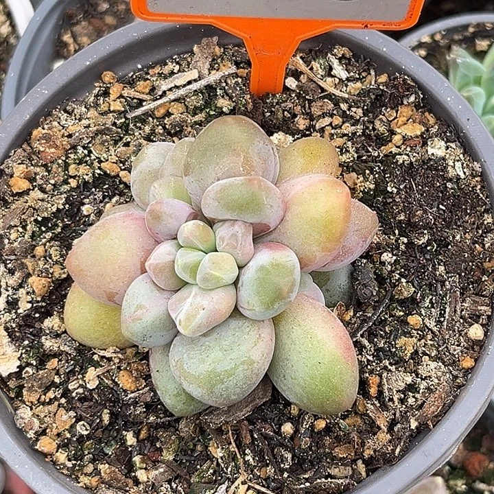 多肉植物胖体x系463