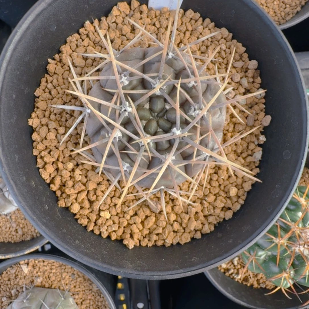 仙***大529实生铅皮仙人球