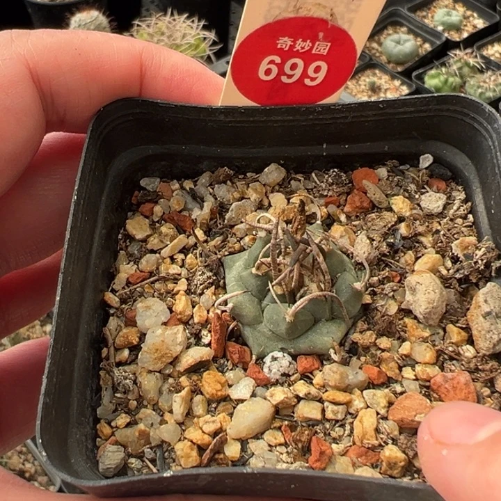 实生优选娇丽2.5cm