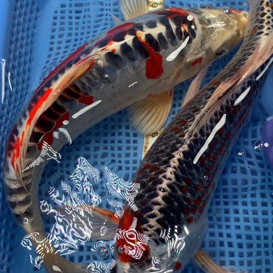 锦鲤冷水锦鲤包邮