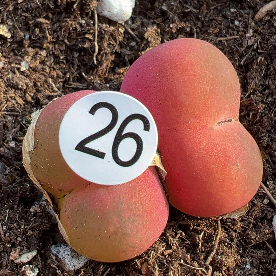 多肉植物111111111111111