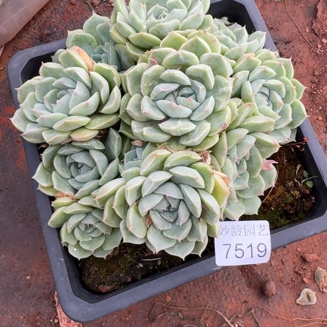红***风7519杂交多肉植物基地