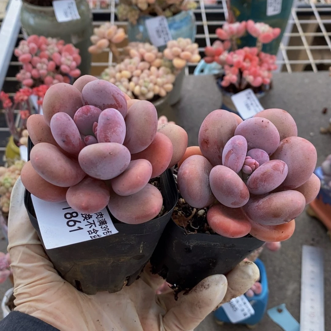 ?**?蛋黄奶酪861/6cm福利