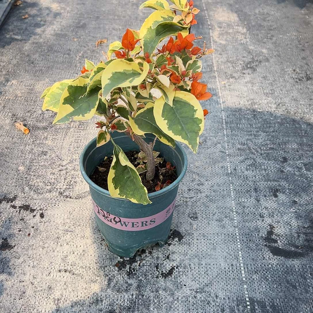 手***生完全开放橙冰 下播 2280