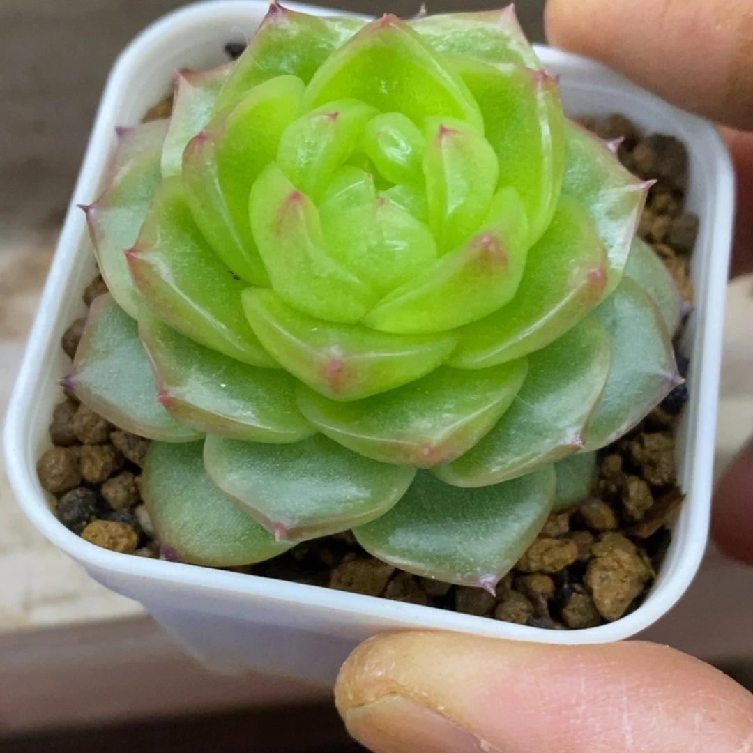 精品多肉一物一拍不包整283