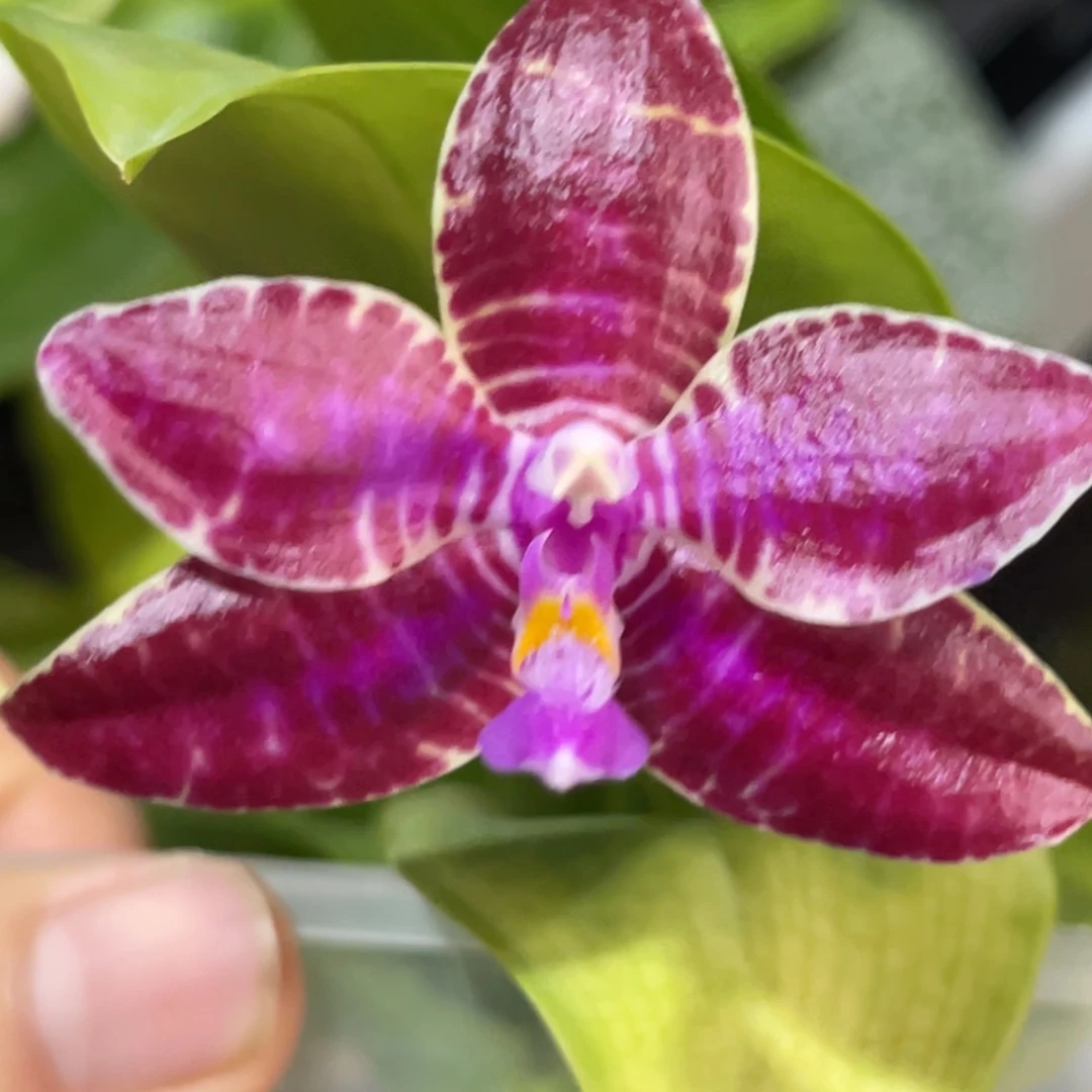 完全开放SWR22KR-红路德-1244