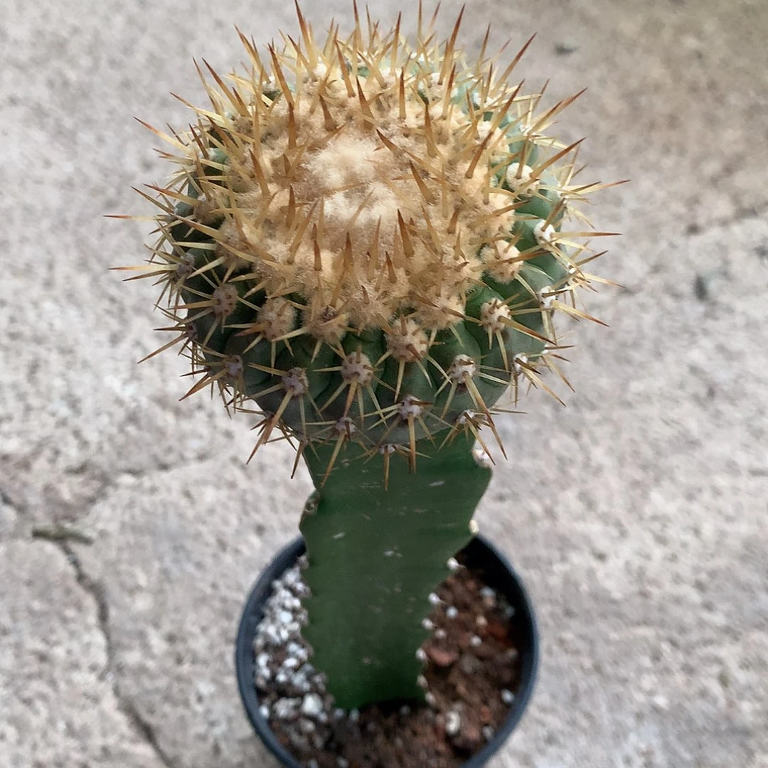 落*孤龙，多放几个盆子