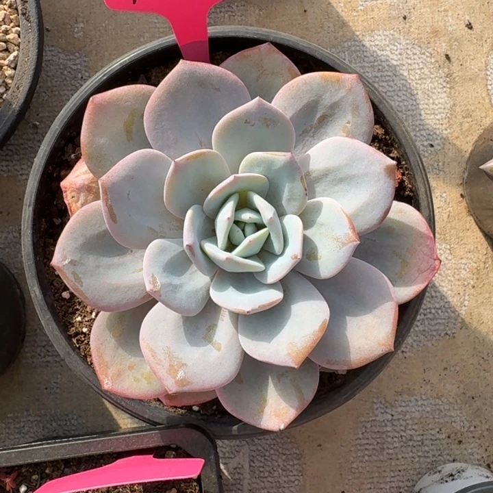 121奶茶新号福利价