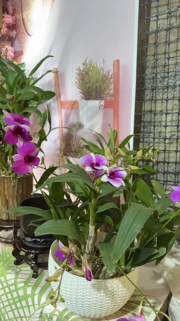 秋石斛（原盆种植带花剑发货）紫色花系高贵典雅，易爆花