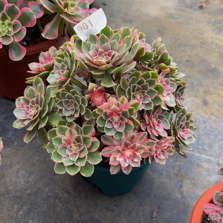 00000000000000901黑膜锦