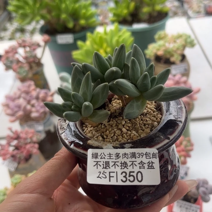 完全开放350-黑夜羽翼 7cm