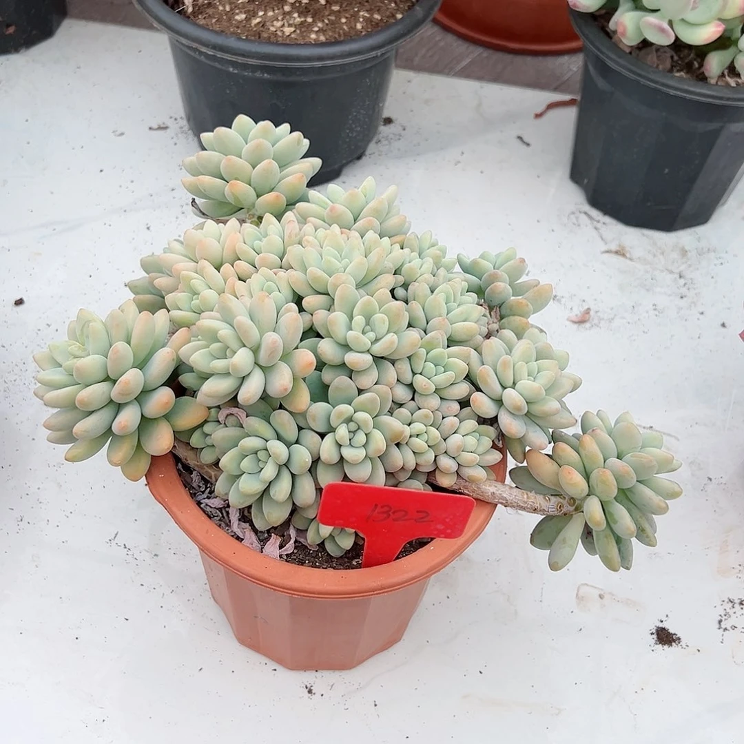 平**康1322洛神多肉植物