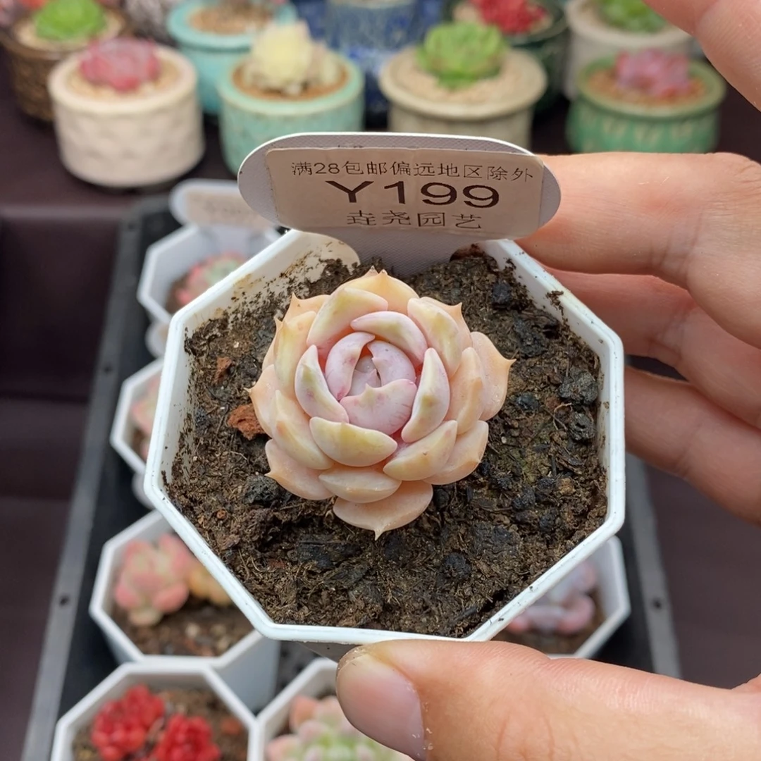 0199 露娜脸 3.5cm