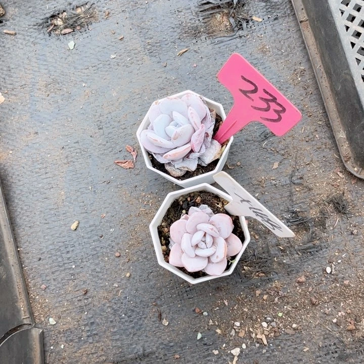 晨语多肉一物一拍233 +148