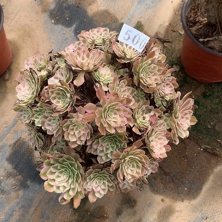 多肉植物红铜超白500号