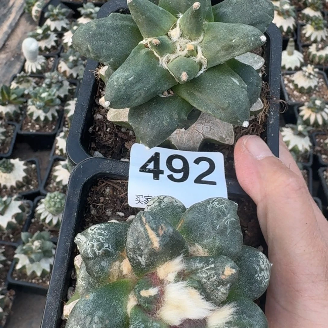 【闪购商品】两颗大型牡丹492