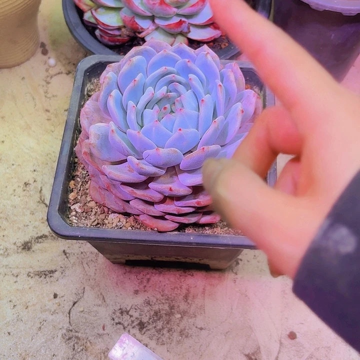 你***的大橙子福利不售后。送一个