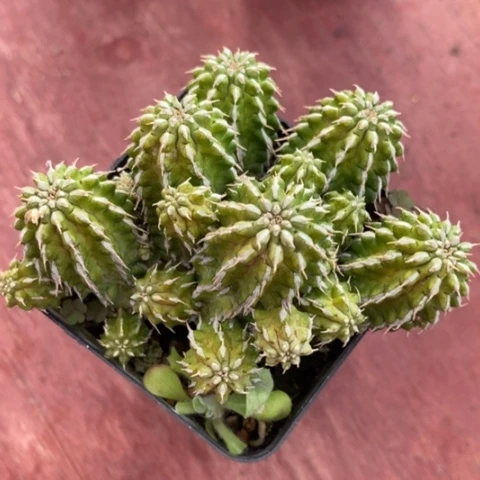 丰收大戟6仙人球