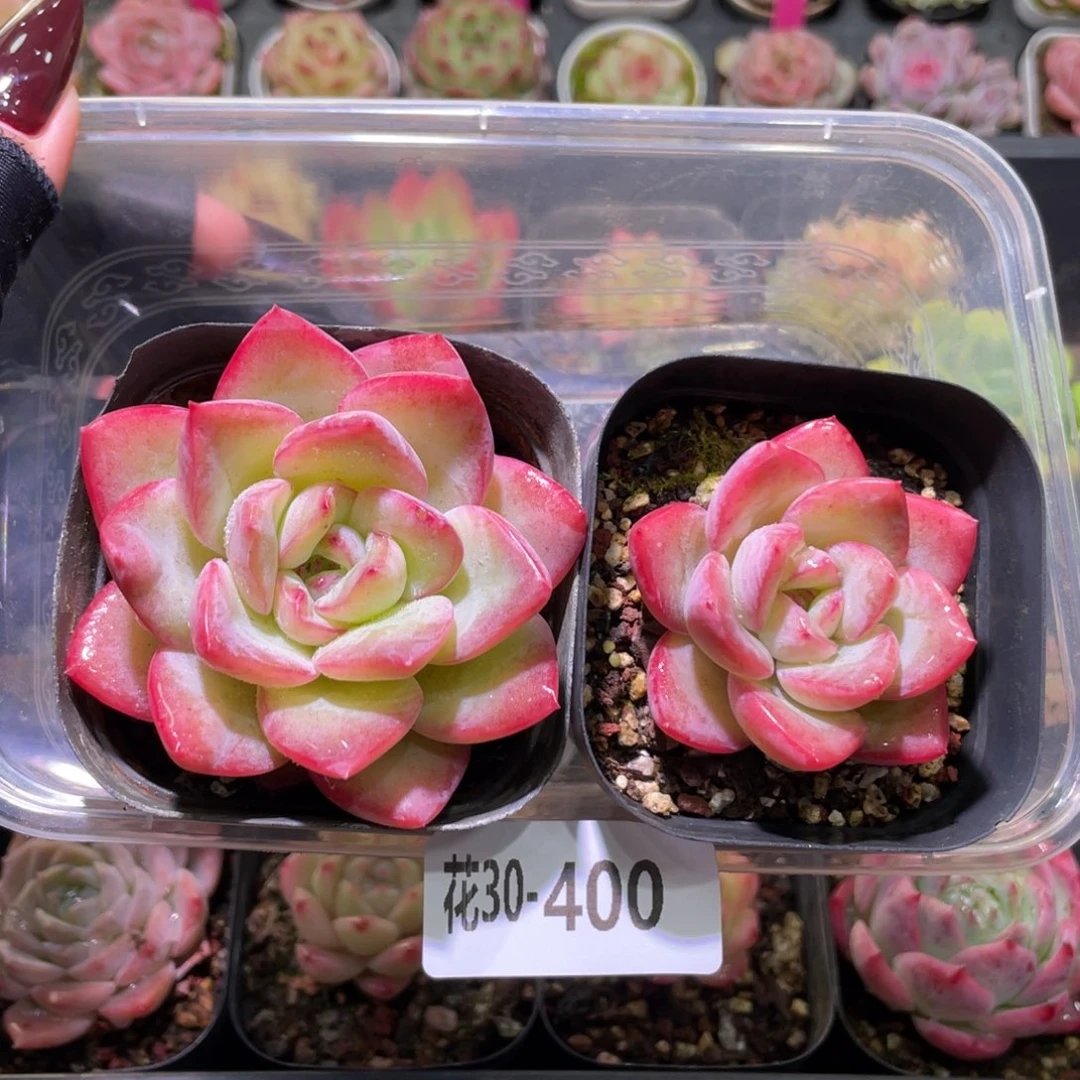 花利美30-400草莓泡芙2颗