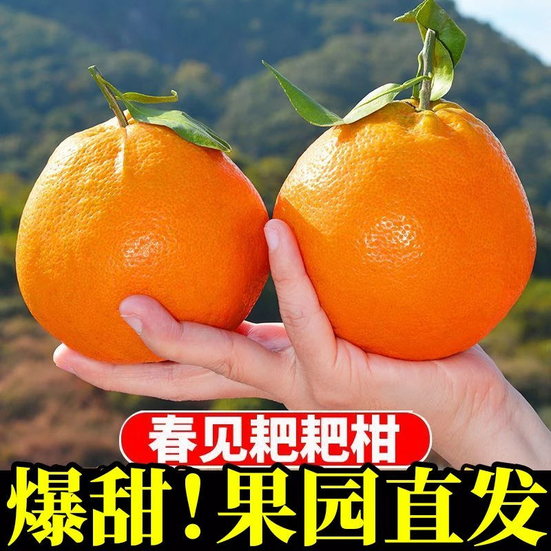 【新鲜发货】四川春见耙耙柑新鲜水果耙耙柑橘子当季耙耙柑