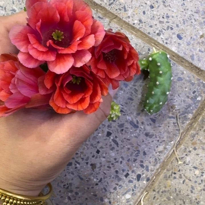 334桃太郎2无根侧牙小，20包邮