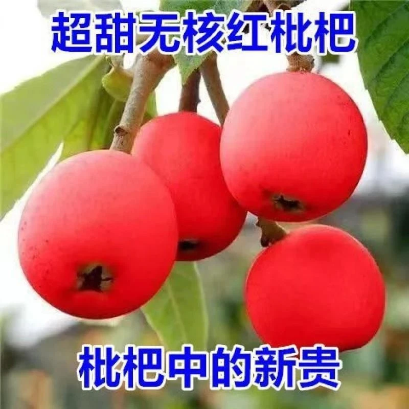 D稀有新品种枇杷树苗无核砂糖红色枇杷南方北方种植果树大红袍枇