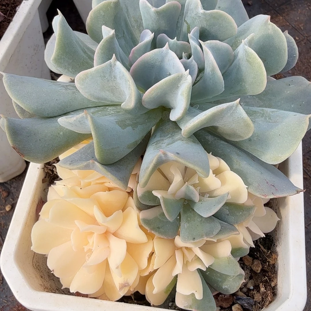 特玉莲锦，多肉植物