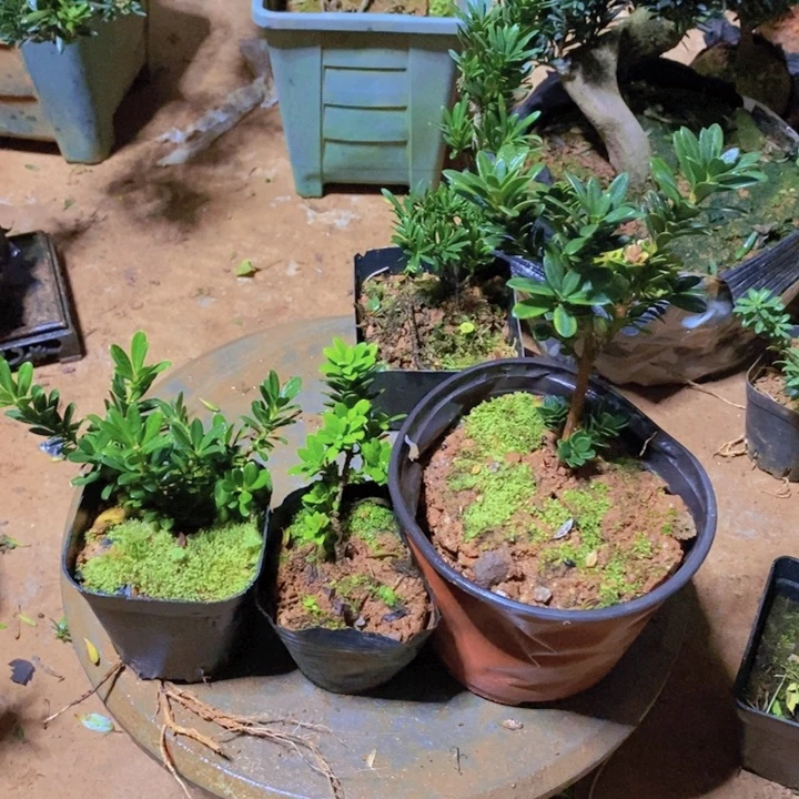 时***无花朵罗汉松盆景8888