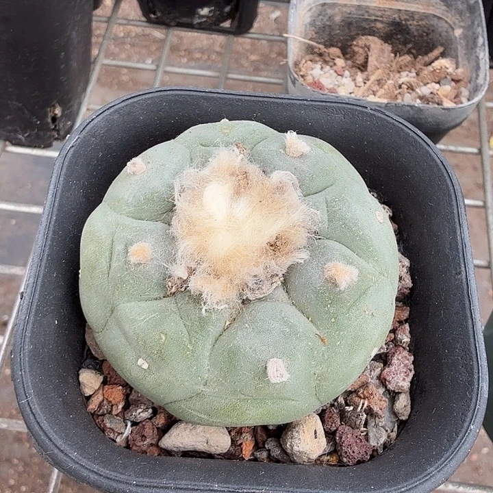 实生大海鲜5仙人球