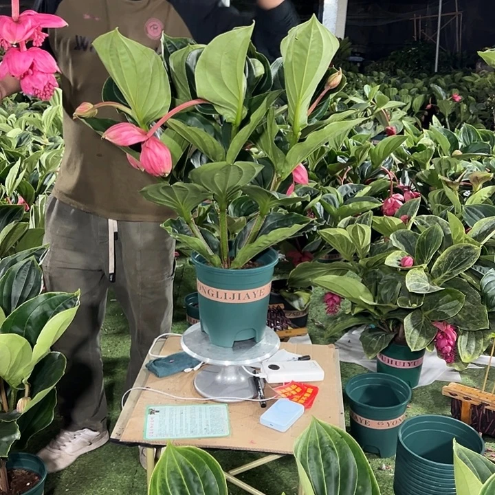 浅***喜少量花朵（建议范围：2朵-5朵 或40%以下）