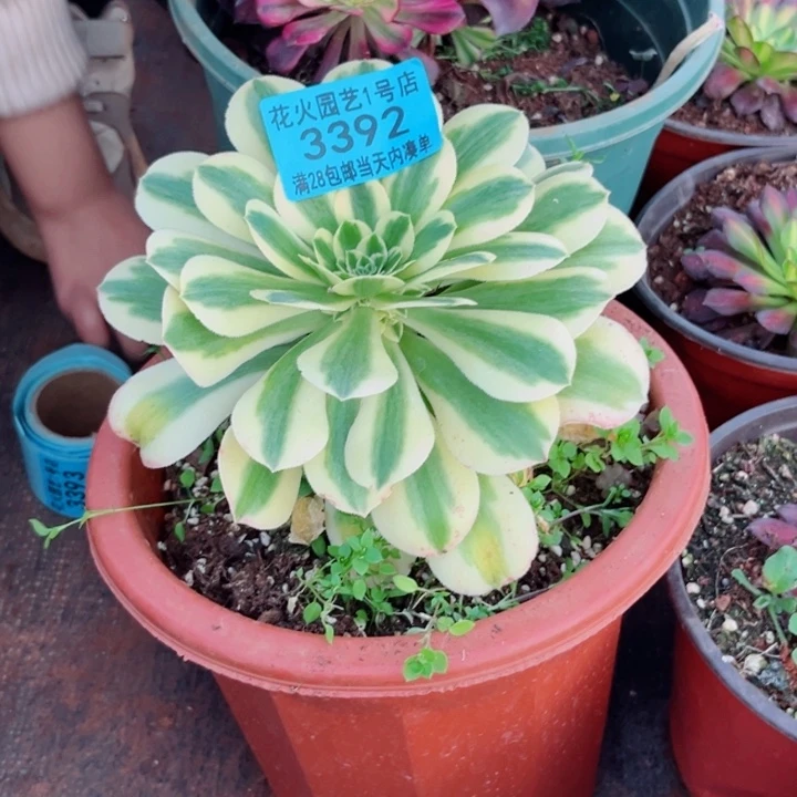 迈巴赫3392多肉植物